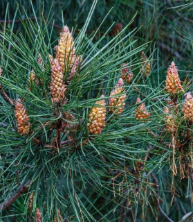 Pinus sylvestris